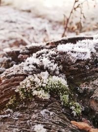 Close-up of snow on tree trunk during winter