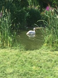 Scenic view of grass in water