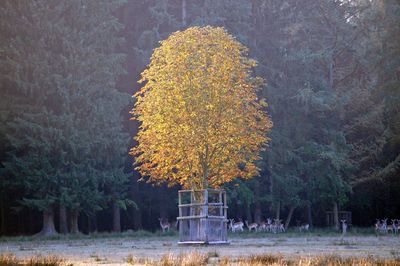 Autumn trees on field in park