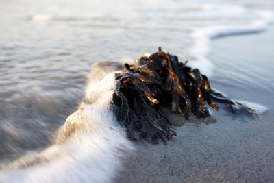 Close-up of seaweed on the beach