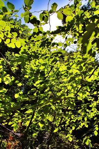 Low angle view of trees