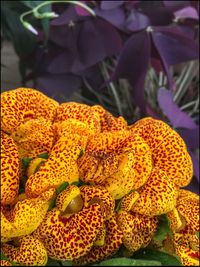 Close-up of yellow flowers against blurred background