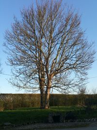 Bare trees on grassy field against sky