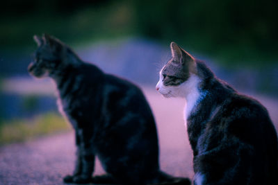 Cat looking away