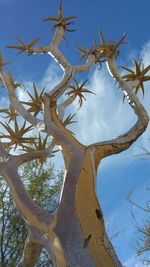 Close-up of lizard on tree against sky