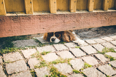 Portrait of dog lying on cobblestone