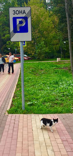 Dog on footpath in park