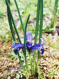 Close-up of purple crocus blooming on field