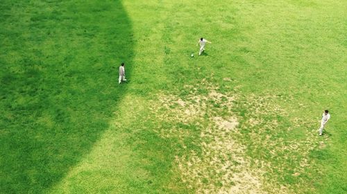Trees on grassy field