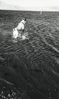 View of dog on beach