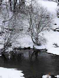 Bare trees by lake during winter