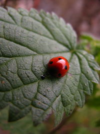 Close-up of ladybug on leaf