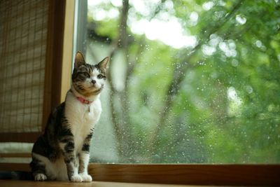 A tabby cat spending in the room at rainy morning