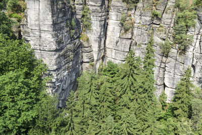 Low angle view of pine trees in forest