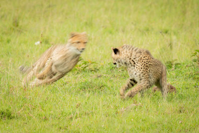 Slow pan of cheetah cubs playing together