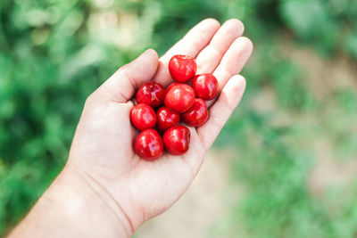 Close-up of hand holding cherry