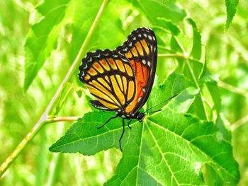 Butterfly on leaf