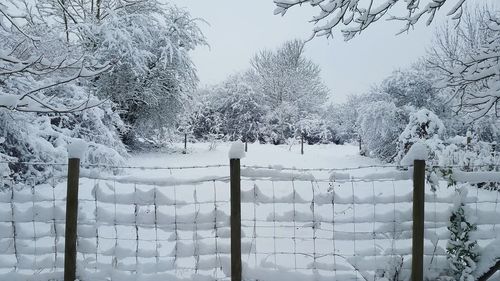 Snow covered trees against sky