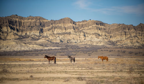 Horses in a field