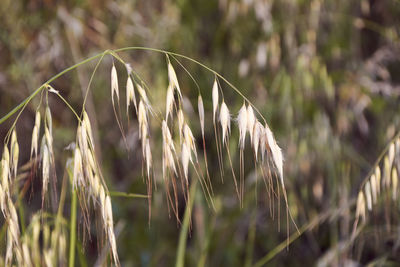 Close-up of crops on field