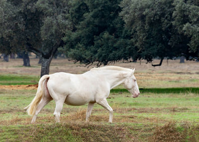 Horse standing in a field