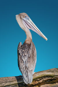 Close-up of pelican against clear blue sky