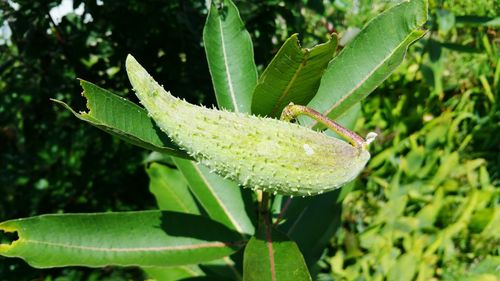 Close-up of insect on leaf