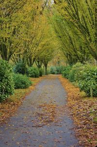 Road amidst trees during autumn