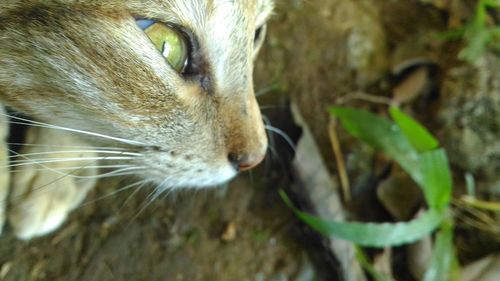 Close-up of cat