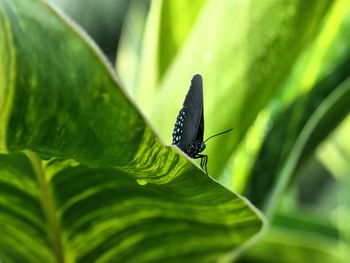 Butterfly on leaf