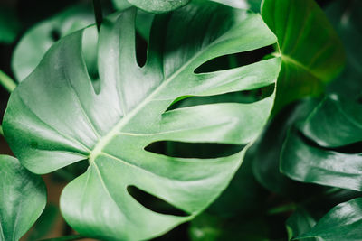 Full frame shot of green leaves