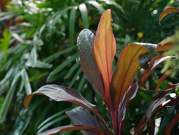 Close-up of orange lily blooming outdoors