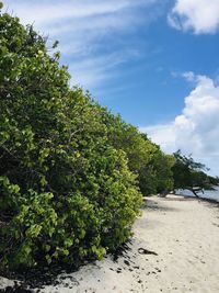 Trees growing on beach against sky