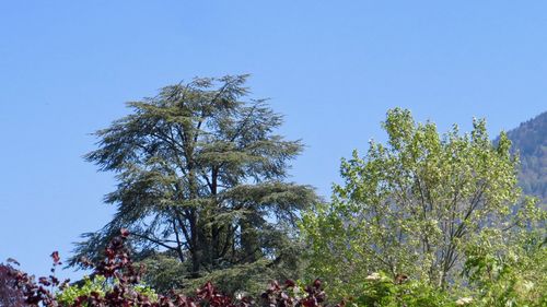 Low angle view of trees against clear blue sky
