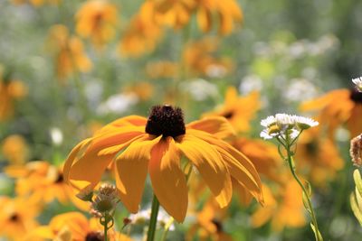 Close-up of yellow flowers blooming outdoors