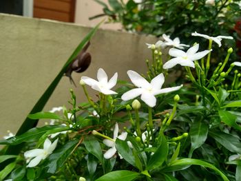 Close-up of white flowering plant