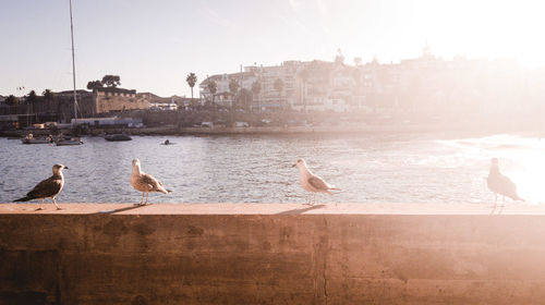 Seagulls perching on retaining wall against sky