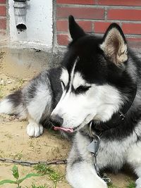 View of a dog on the floor