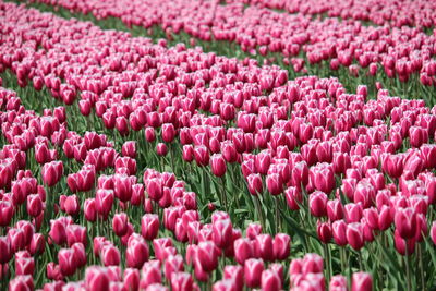 Close-up of pink tulips in field