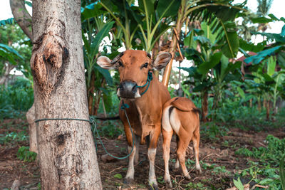 Domestic cow and calf, amed, bali