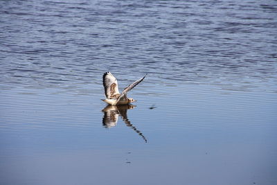 View of birds in flight