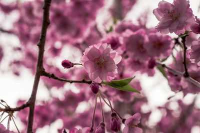 Close up of a cherry blossom flower in the spring