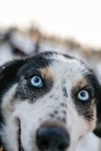 Close-up portrait of a dog