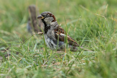 Close-up of bird perching on field