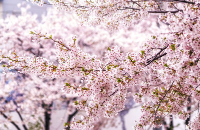 Close-up of pink cherry blossoms in spring