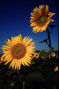 Sunflowers growing on field against clear blue sky
