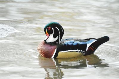 Duck swimming in lake