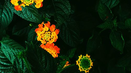 Close-up of orange rose flower growing on plant