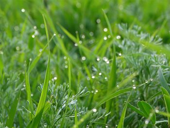 Close-up of dew drops on grass