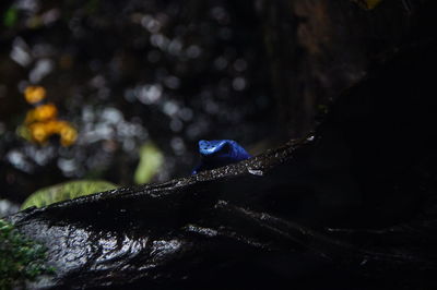 Close-up of turtle on rock